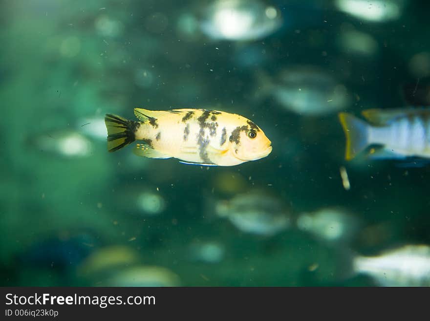 Fish in aquarium