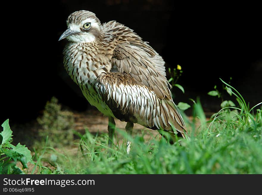 Young Oedicneme bride or Bush Thick-Knee or Bush Stone-curlew. Young Oedicneme bride or Bush Thick-Knee or Bush Stone-curlew