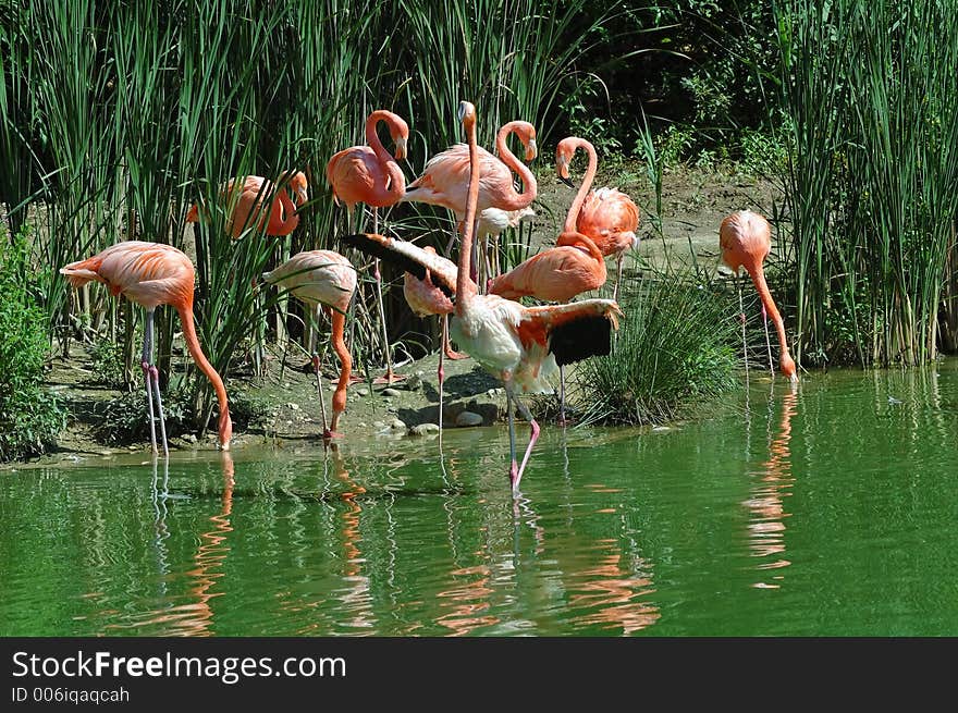 Pink flamingos