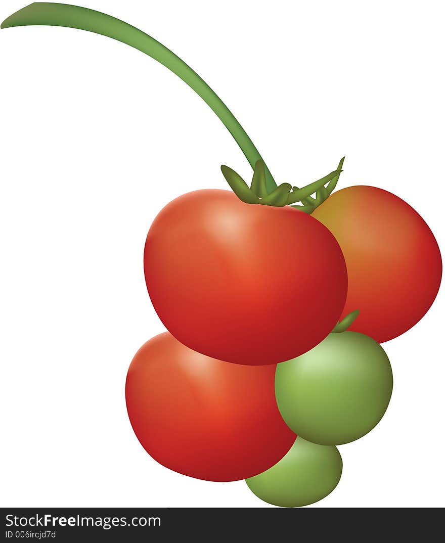 Tomato Plant Fruits