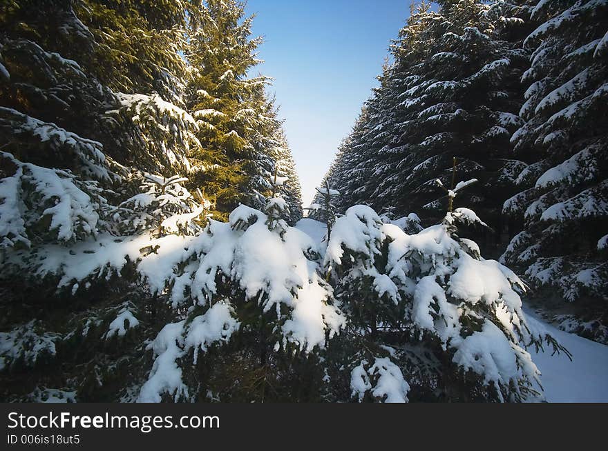 Winter landscape