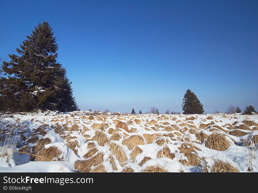 Winter landscape