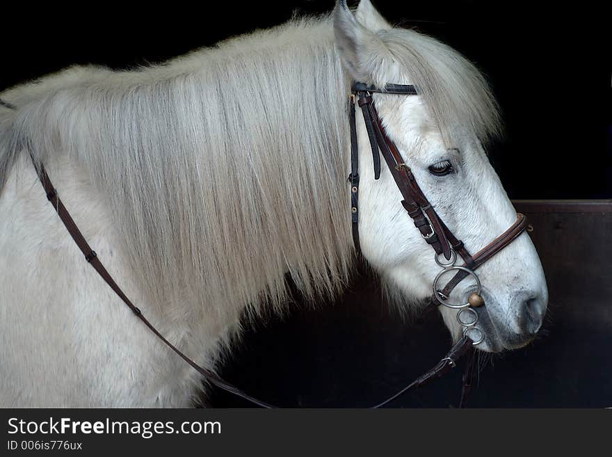 White horse ready to ride