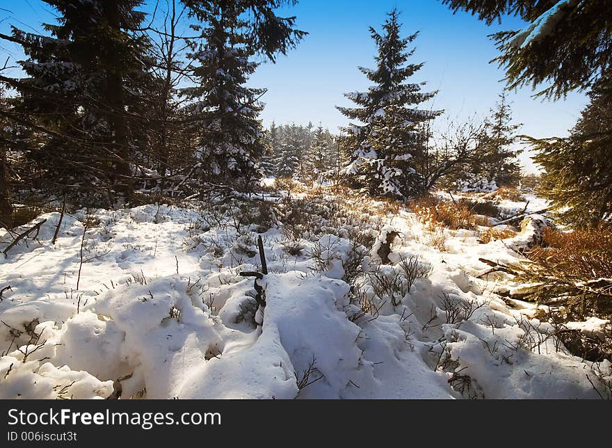 Winter landscape