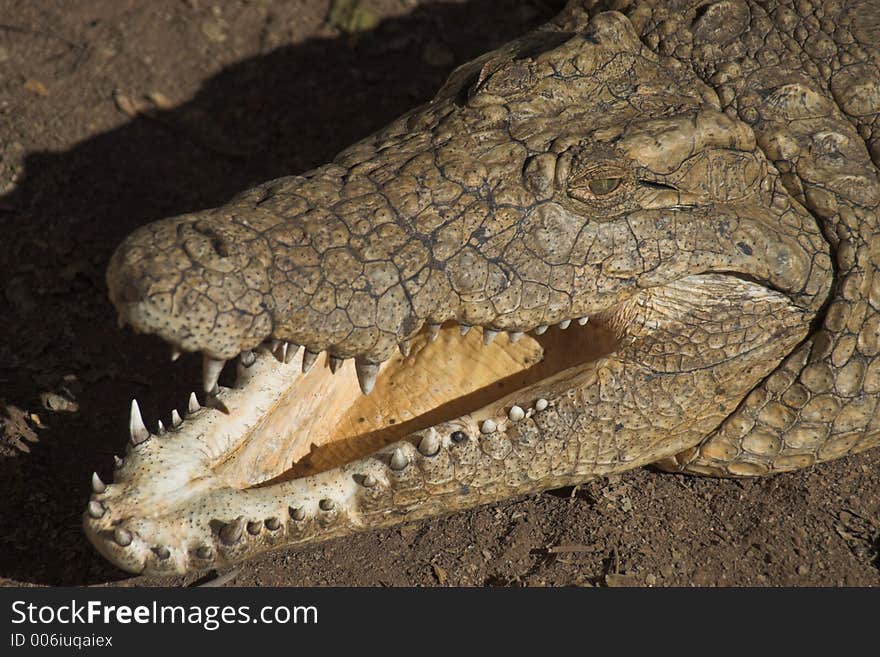 Nile Crocodile lying in the sun