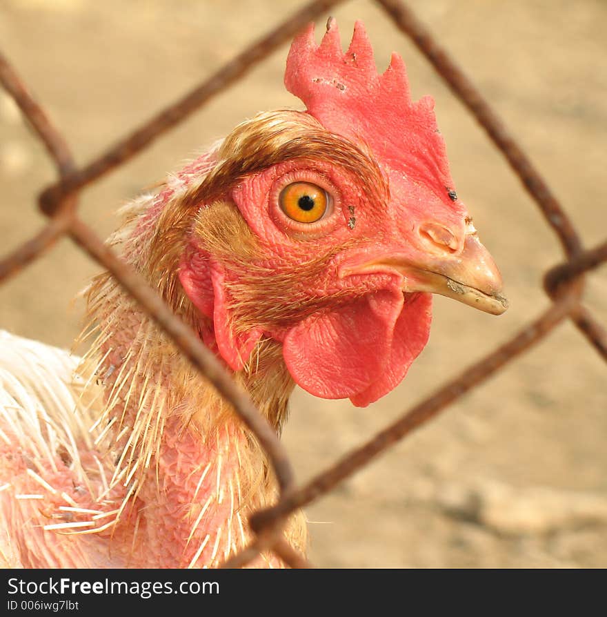 Chicken Behind Fence