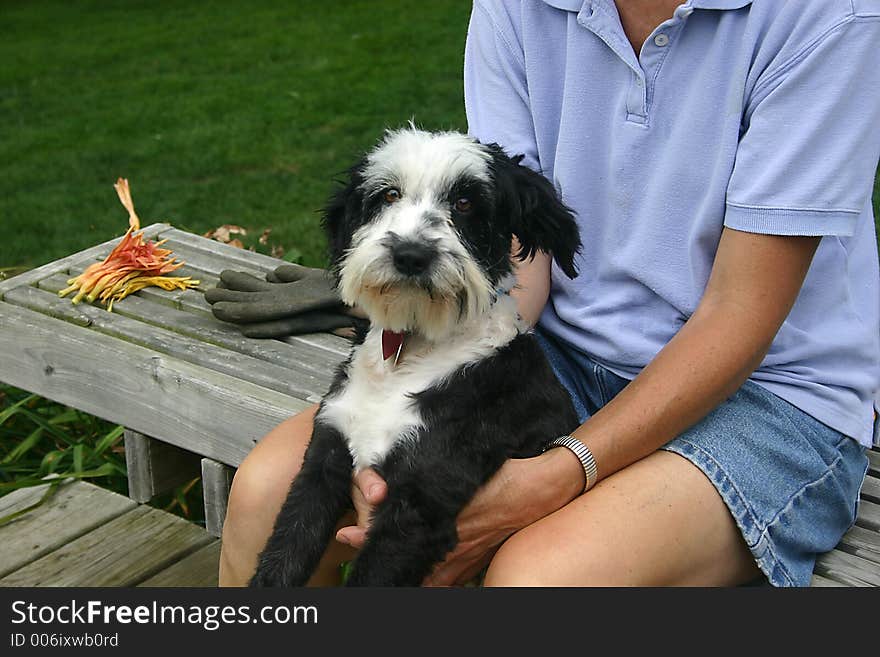 Family dog in the backyard. Family dog in the backyard