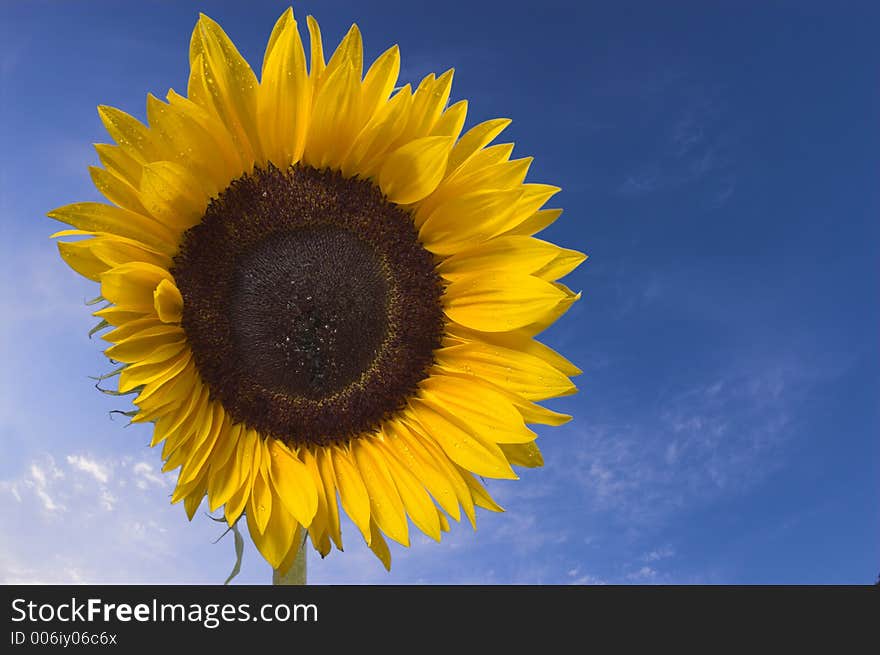 Sunflower on blue skyes