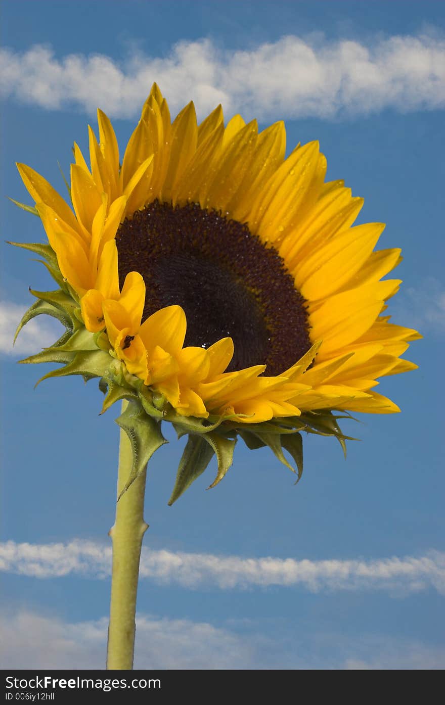 Sunflower on blue skyes