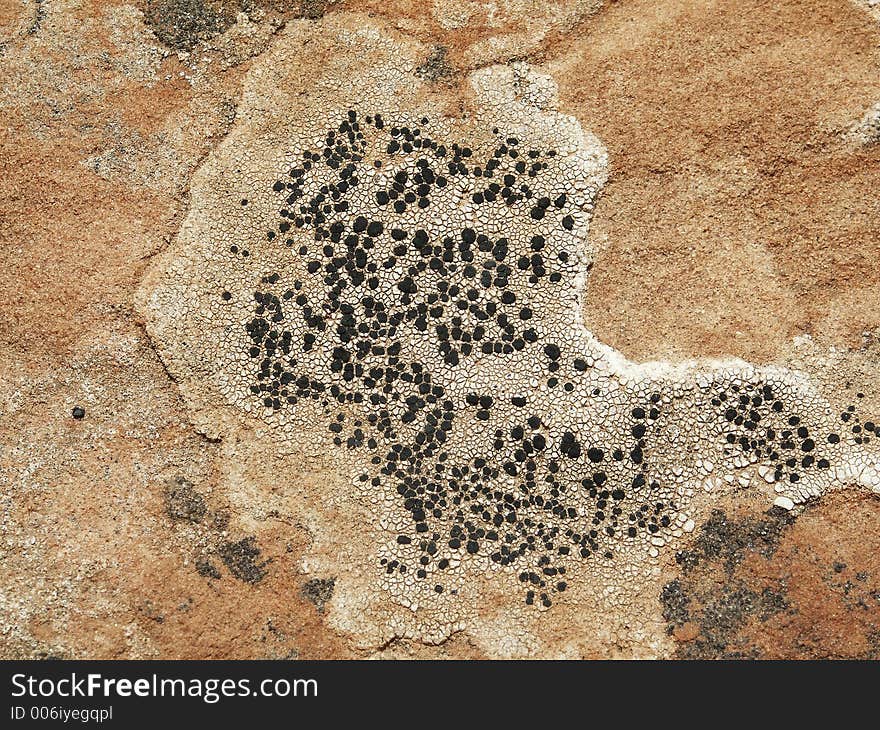 Growth on Rocks