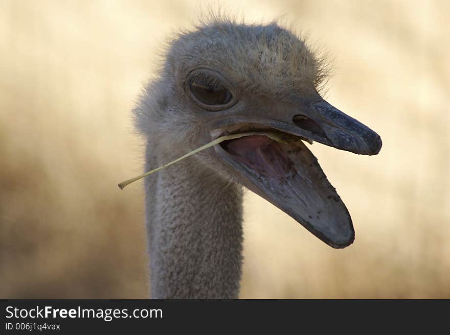 Ostrich