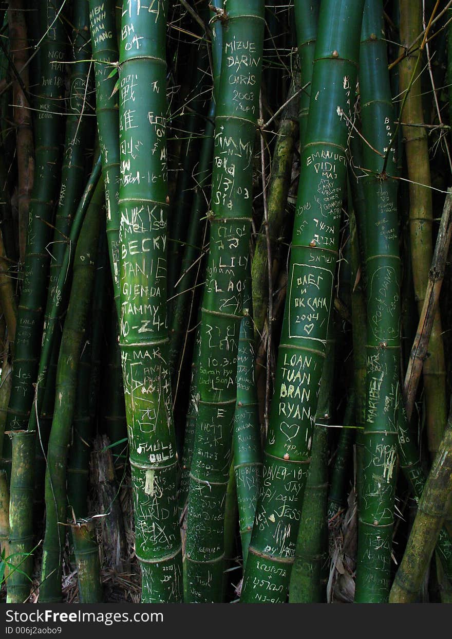 Graffities on bamboo trees. Graffities on bamboo trees