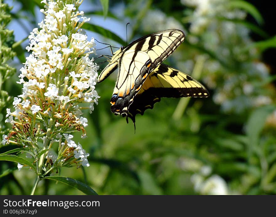 Swallowtail Butterfly and White flowers