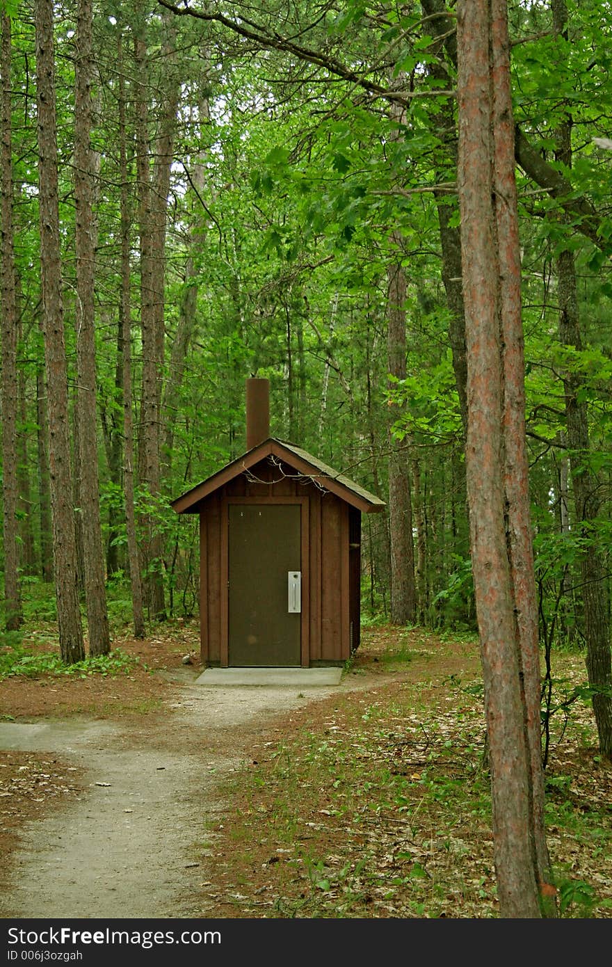 Pine trees in forest