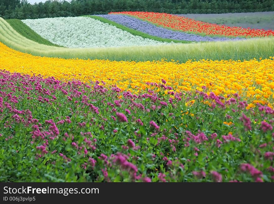 The multicoloured road