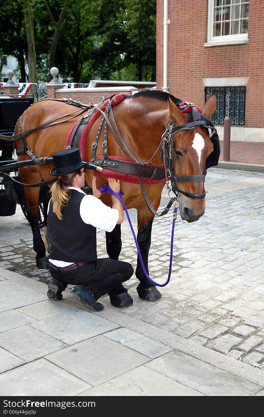 Carriage driver caring for his horse. Carriage driver caring for his horse