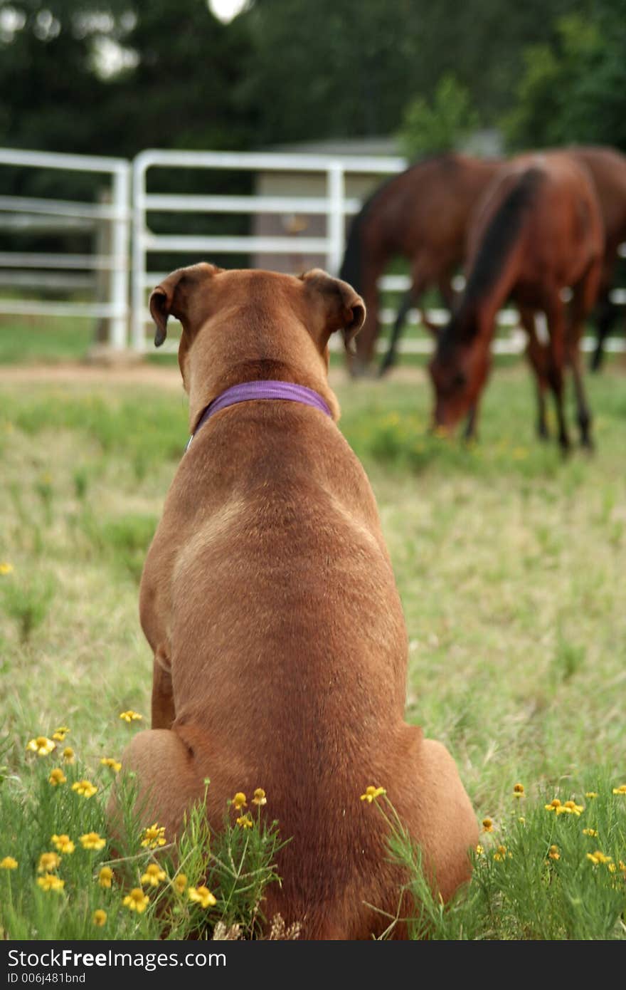 Boxer dog watch horses grazing in a field. Boxer dog watch horses grazing in a field