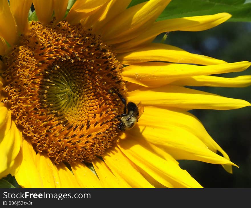 Bumblebee on yellow flower. Bumblebee on yellow flower