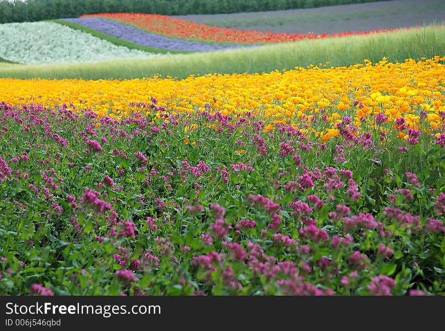 The multiciloured road