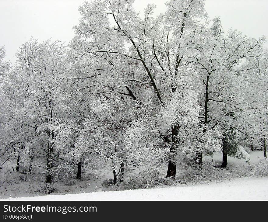 Snow Trees