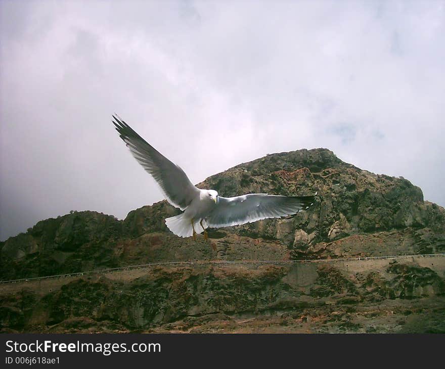 A picture of a seagul in mid descent of the coast of gran canaria with the hills in the backround. A picture of a seagul in mid descent of the coast of gran canaria with the hills in the backround