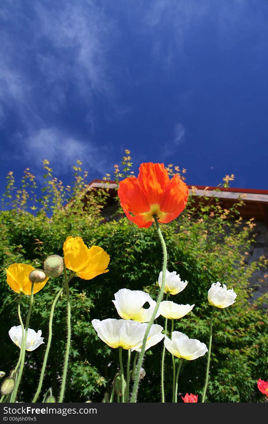 Flowers and sky. Flowers and sky