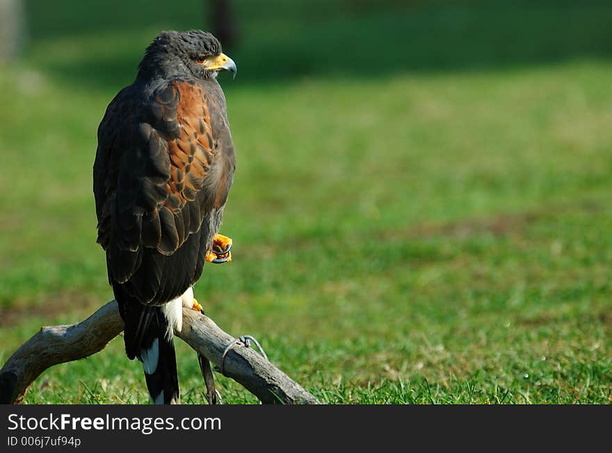 Harris's Hawk waiting to fly