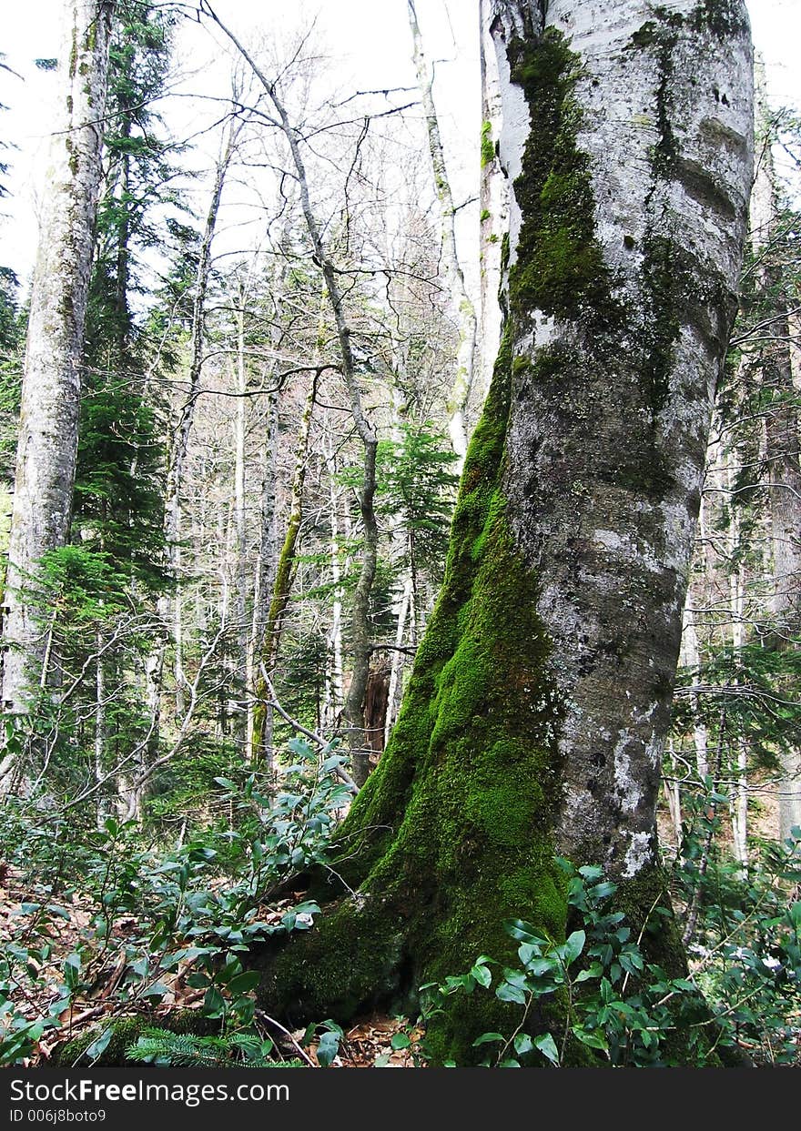 Green forest