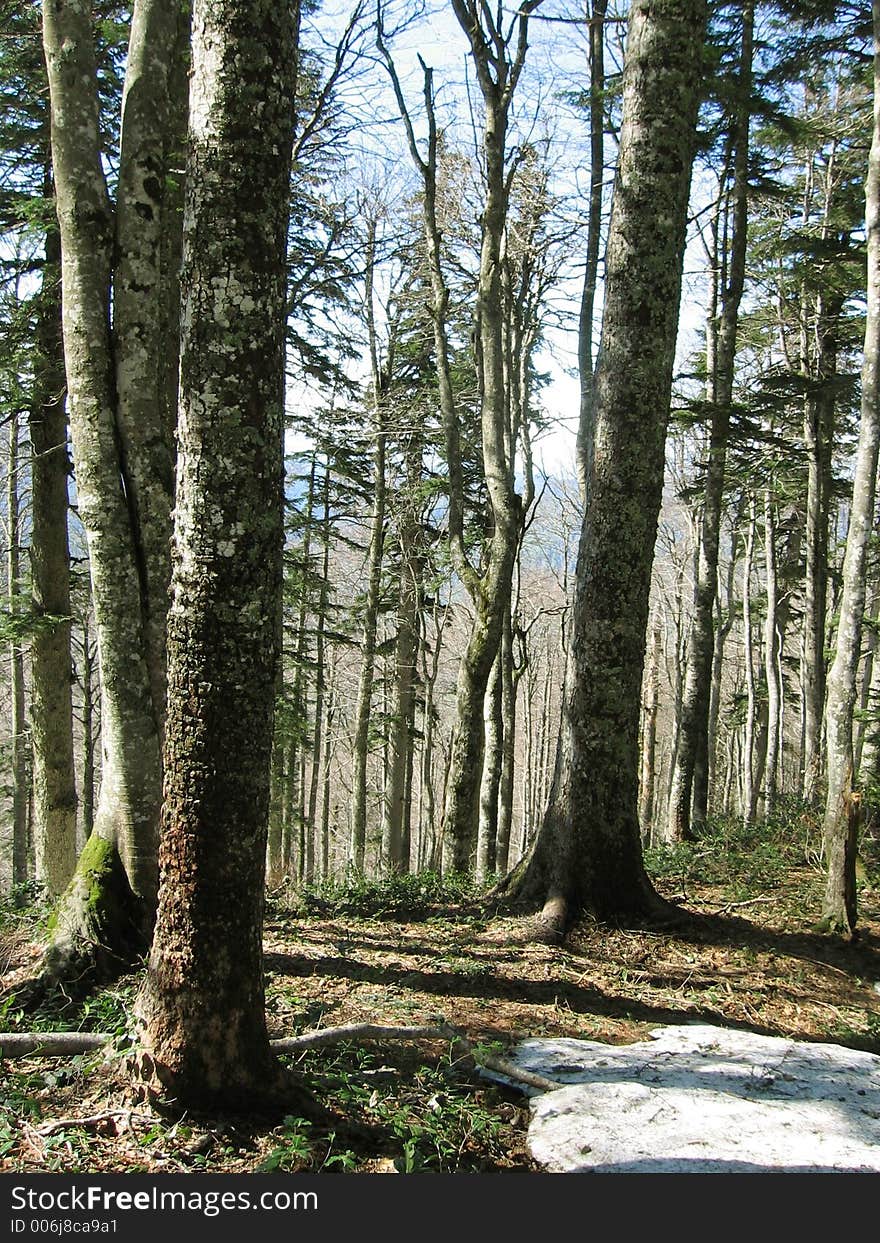 Beautiful forest in Caucasian mountains. Beautiful forest in Caucasian mountains