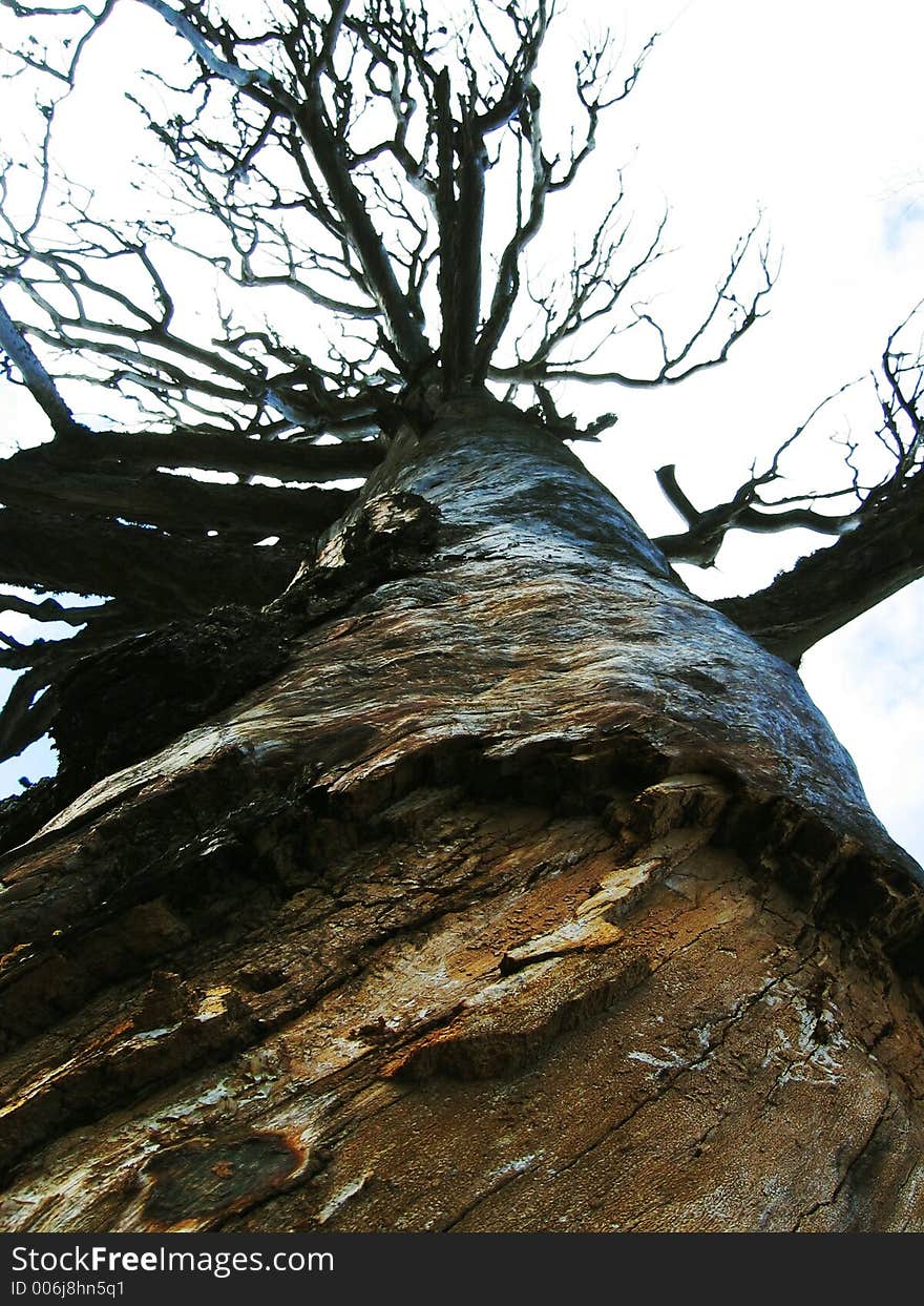 Alone old tree