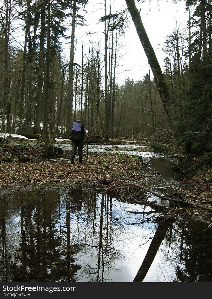 Trek on the forest