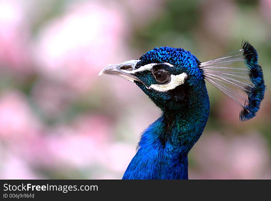 Blue peacock profil. Blue peacock profil