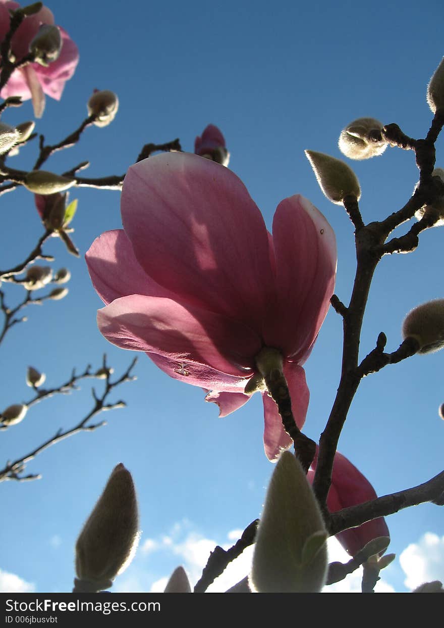 Magnolia Day Bloom