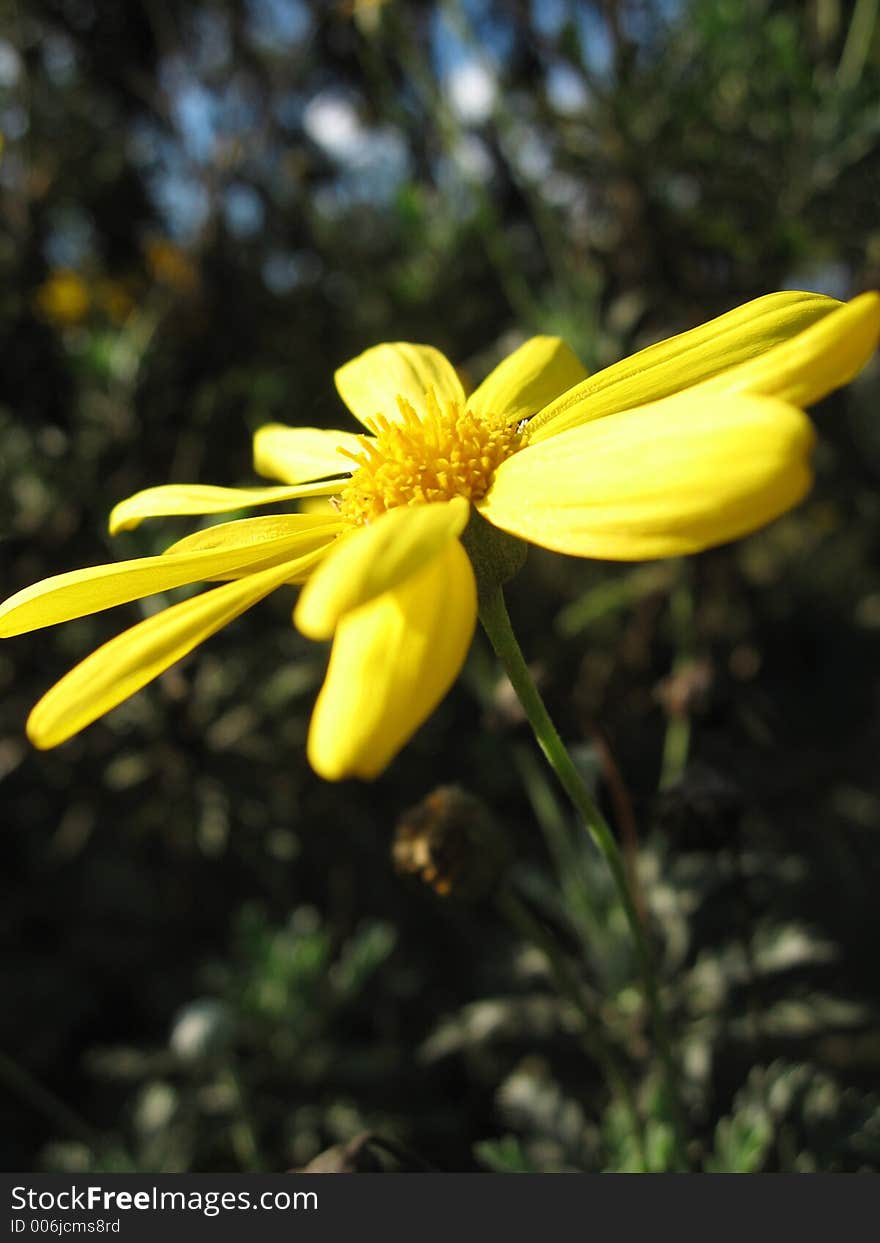 Yellow daisy on an angle