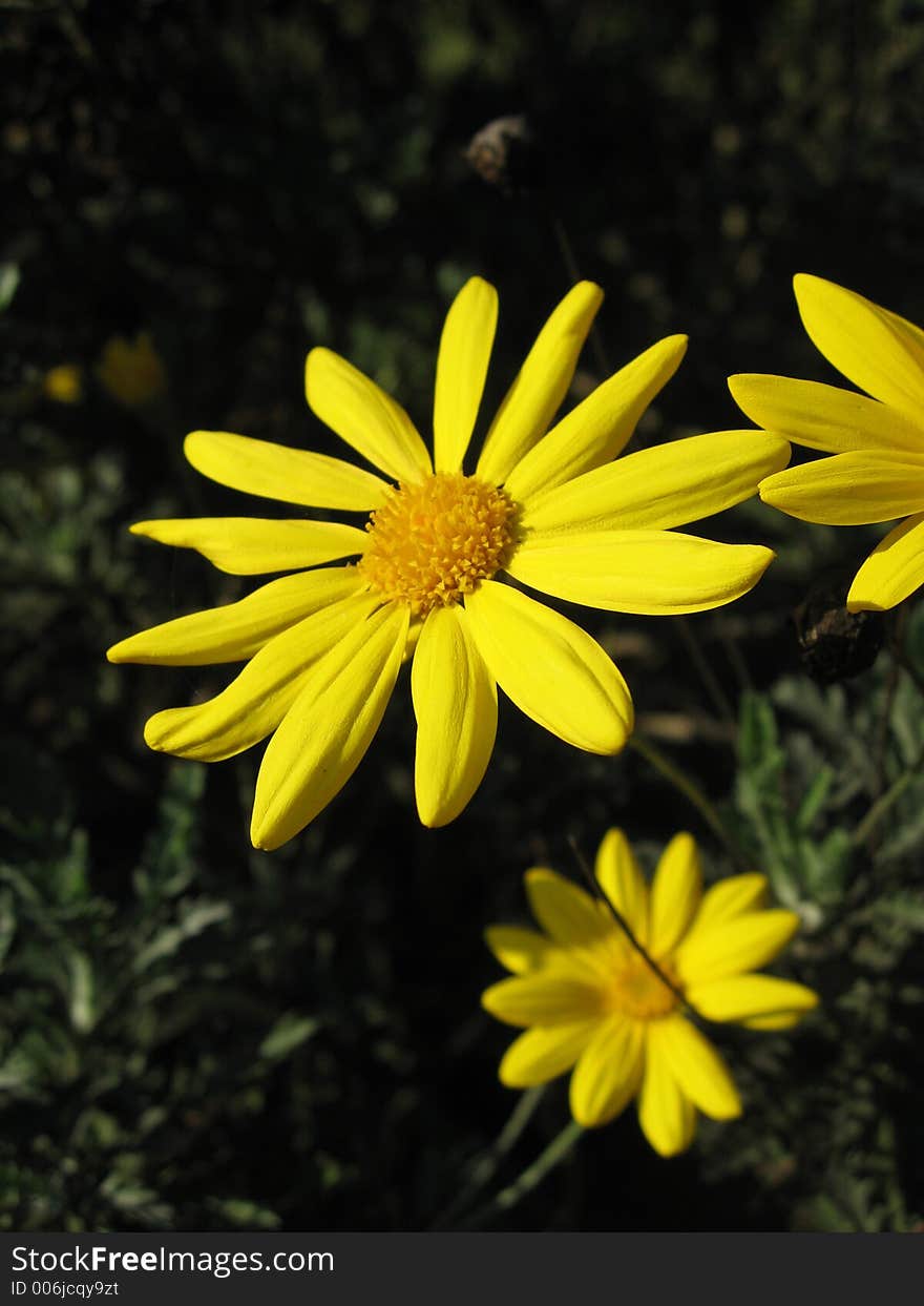 Close up of a yellow daisy flower with others in the background. Close up of a yellow daisy flower with others in the background