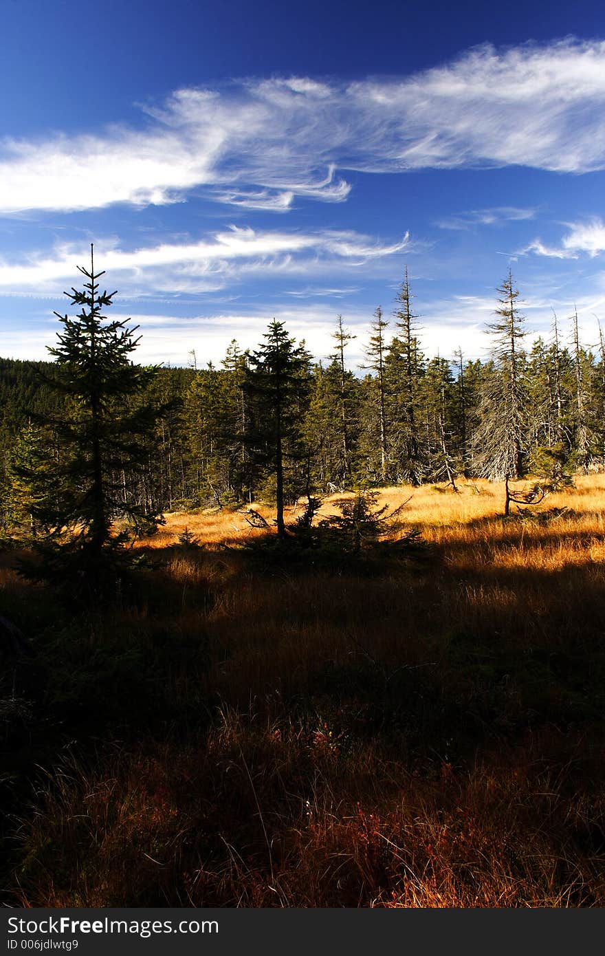 Peat-bog in Giant mountains