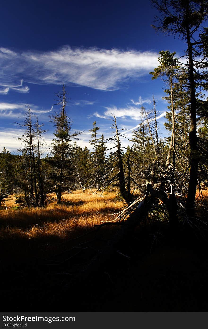 Peat-bog in Giant mountains