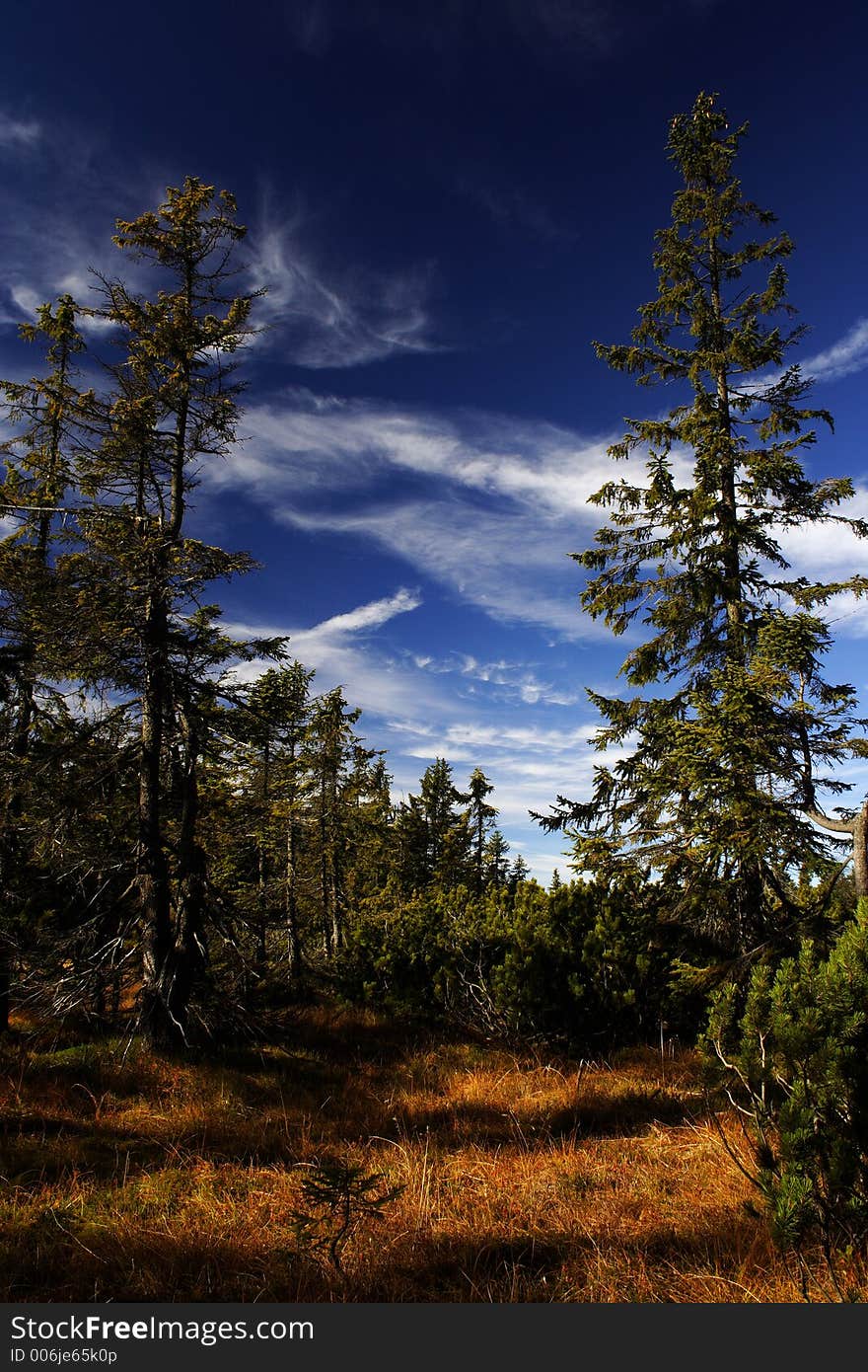 Peat-bog in Giant mountains