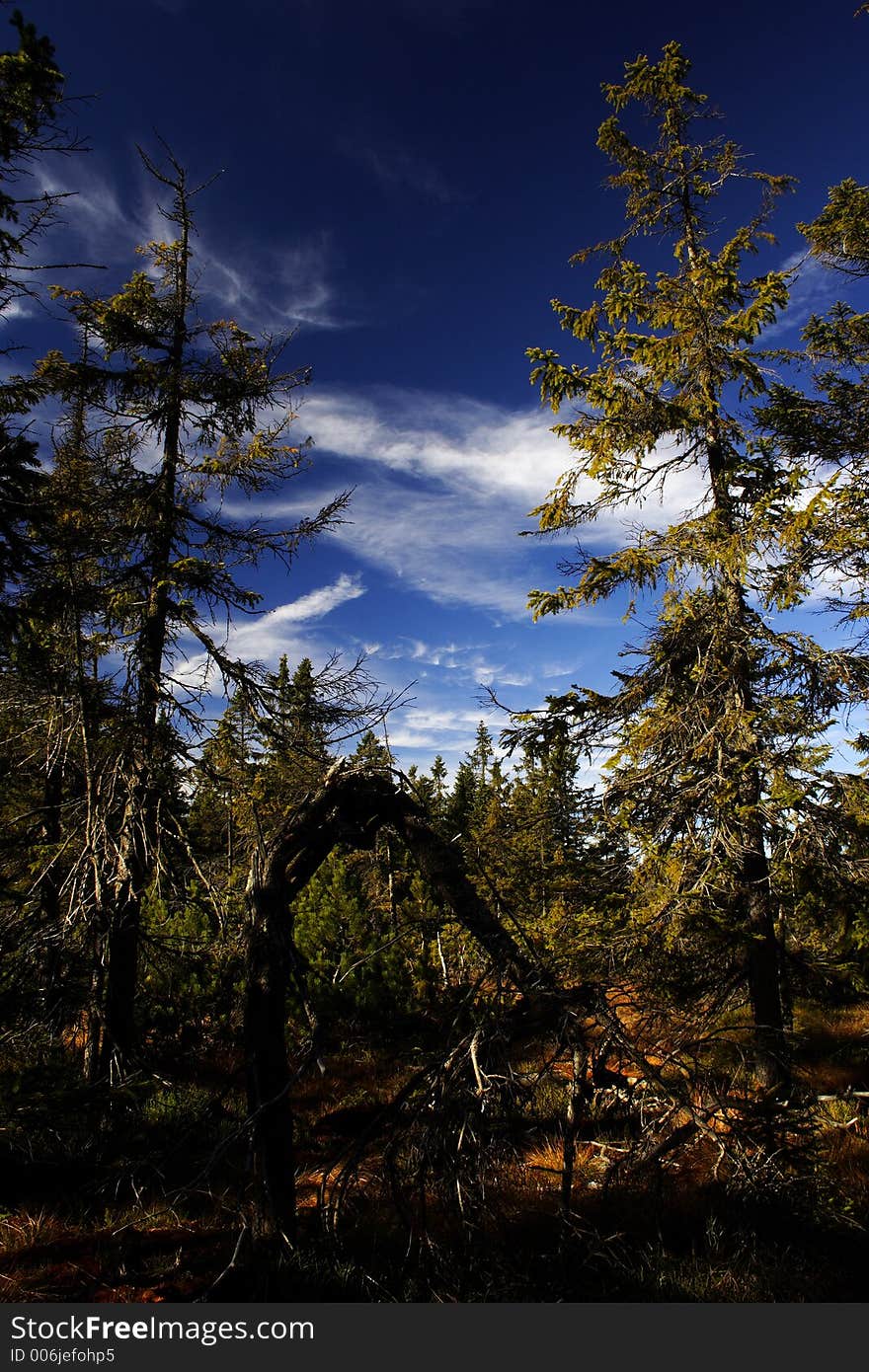 Peat-bog in Giant mountains