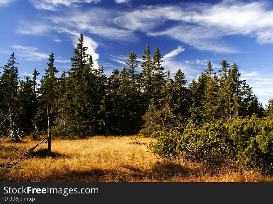 Peat-bog In Giant Mountains