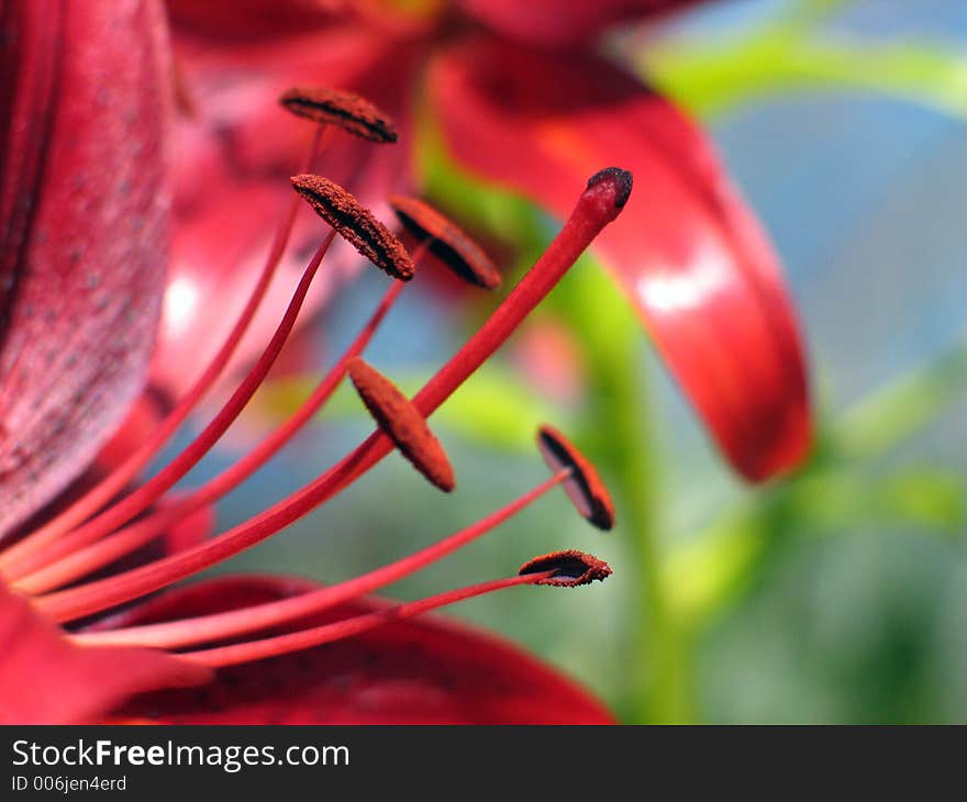 Red lily flower