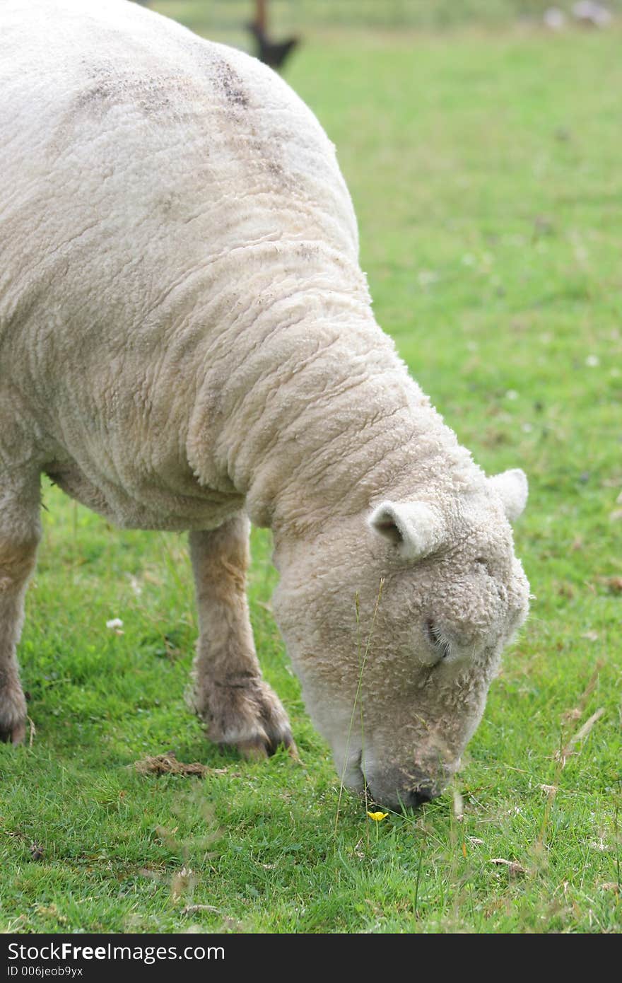 Sheep Eating