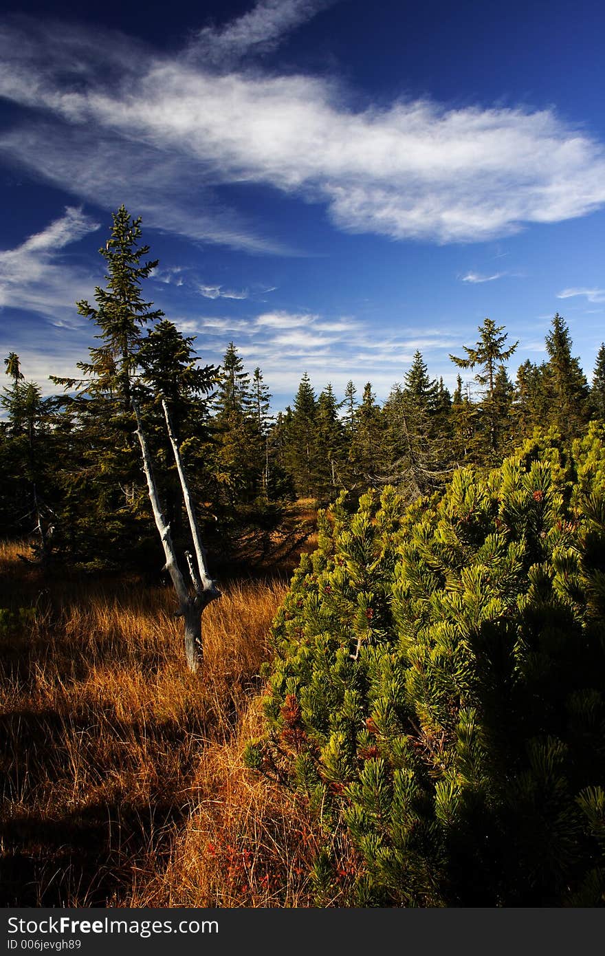 Peat-bog in Giant mountains