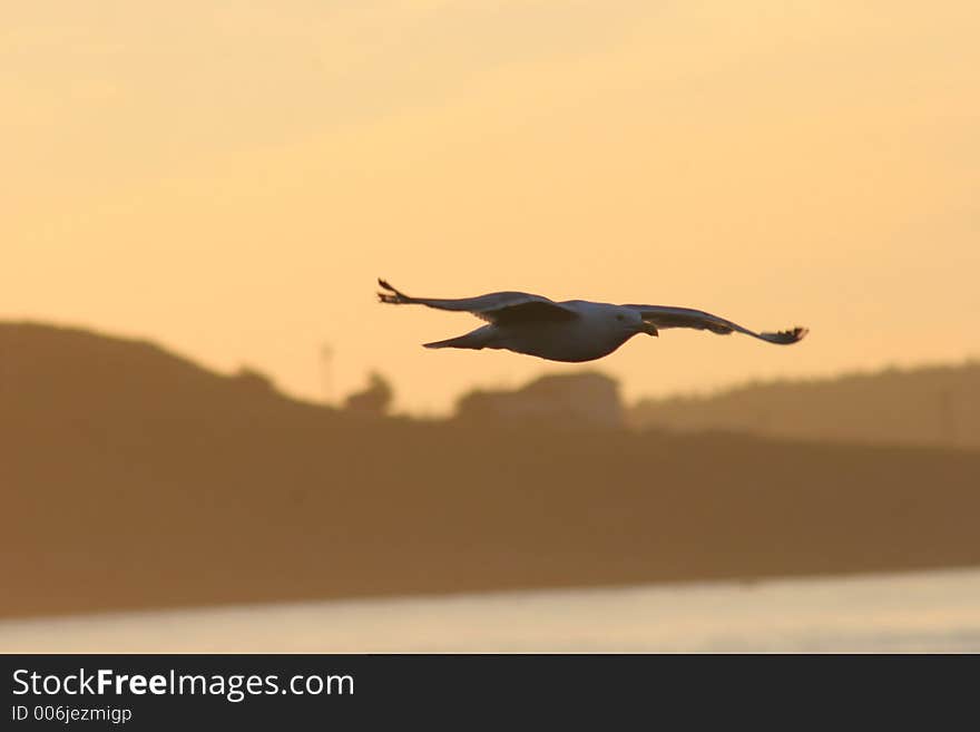 Seagull Soaring in the Sunset. Seagull Soaring in the Sunset