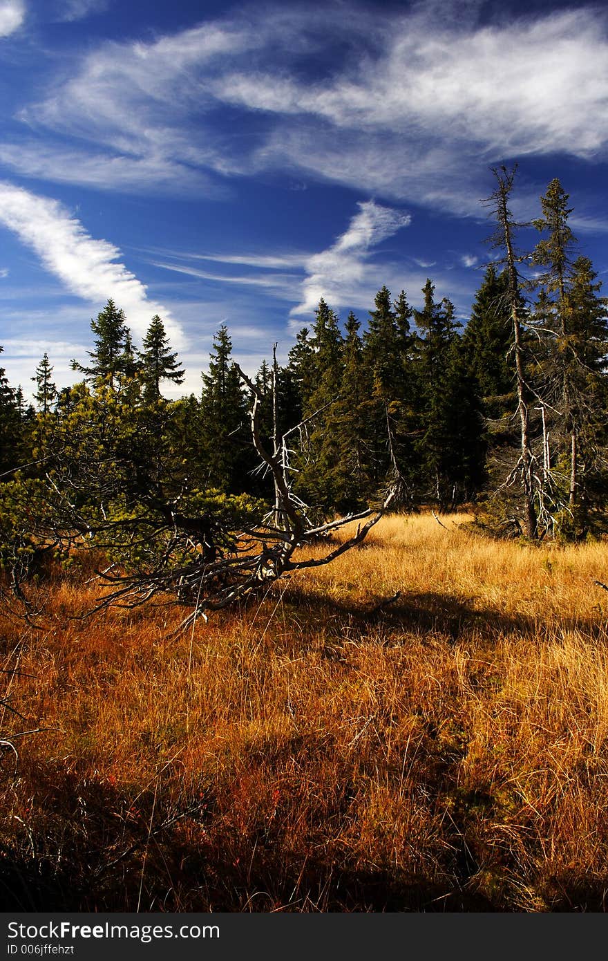 Peat-bog in Giant mountains