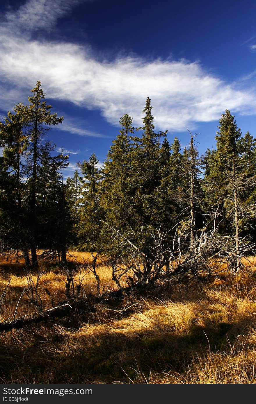 Peat-bog in Giant mountains