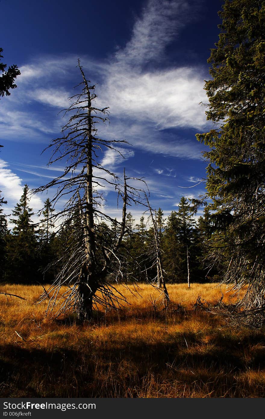 Peat-bog in Giant mountains