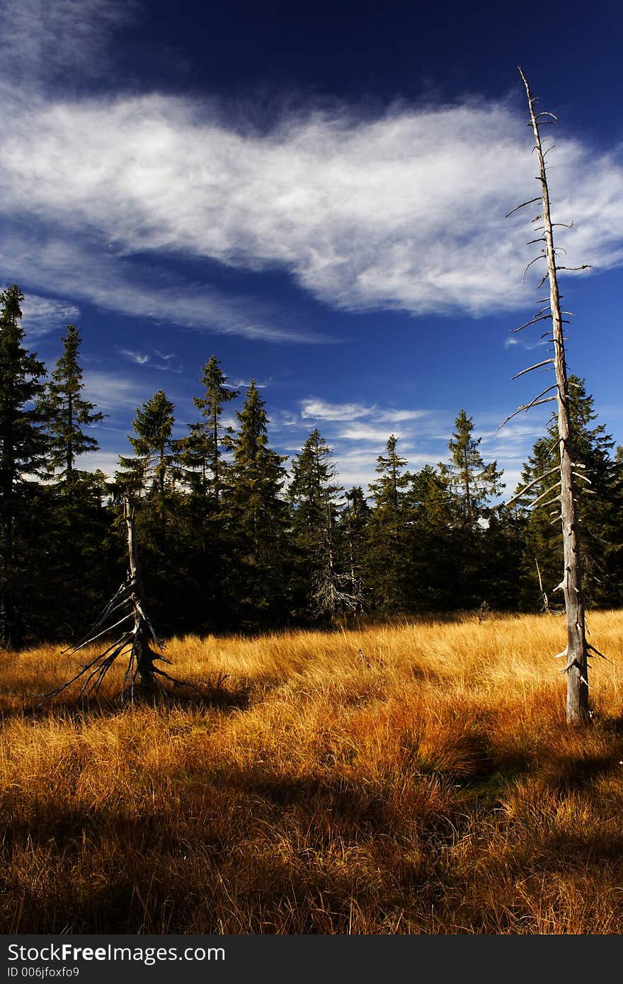 Peat-bog in Giant mountains