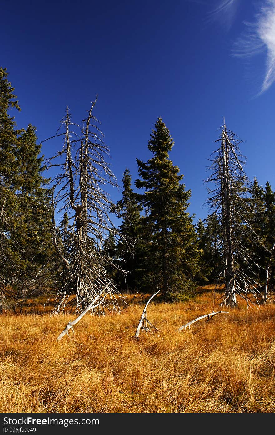 Peat-bog in Giant mountains