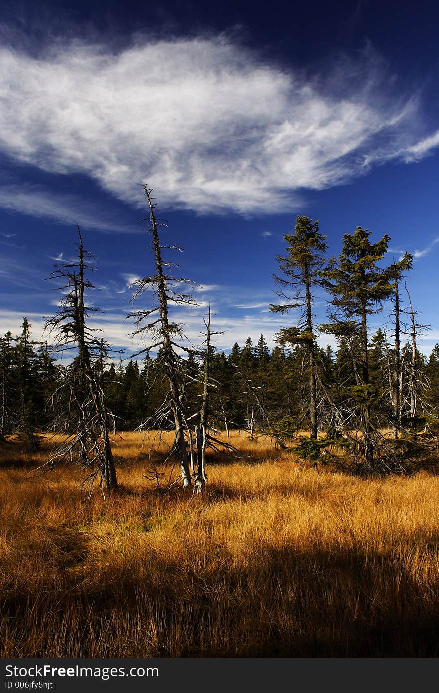 Peat-bog in Giant mountains